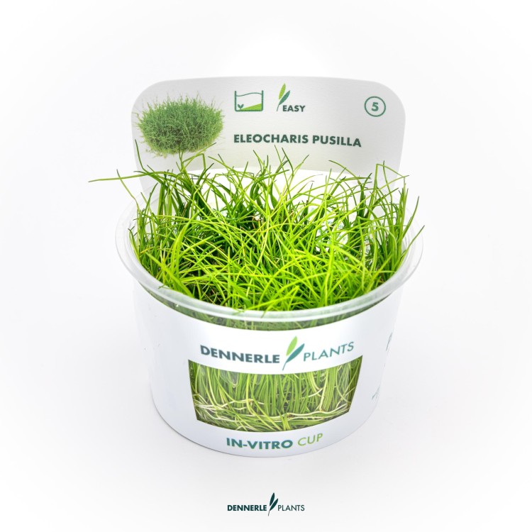 Dennerle Eleocharis pusilla In-Vitro - imagine 5